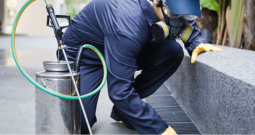 dúvidas sobre dedetização